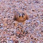 Brown Falcon (Falco berigora), Alice Springs Desert Park