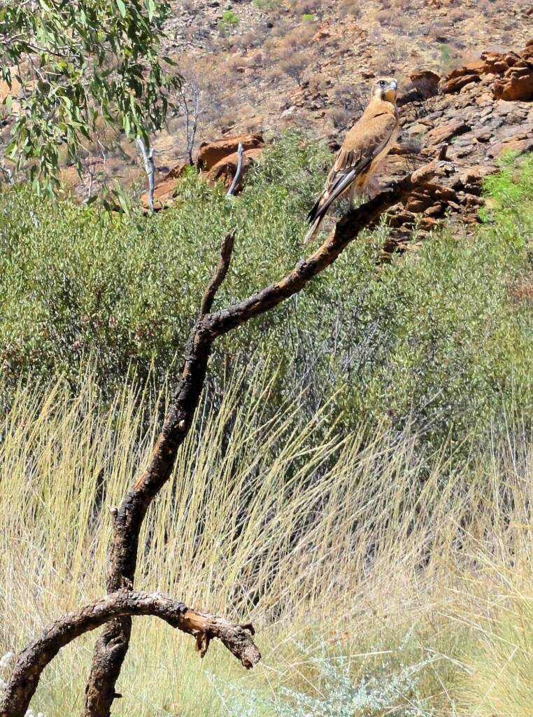 Brown Falcon (Falco berigora), Alice Springs Desert Park