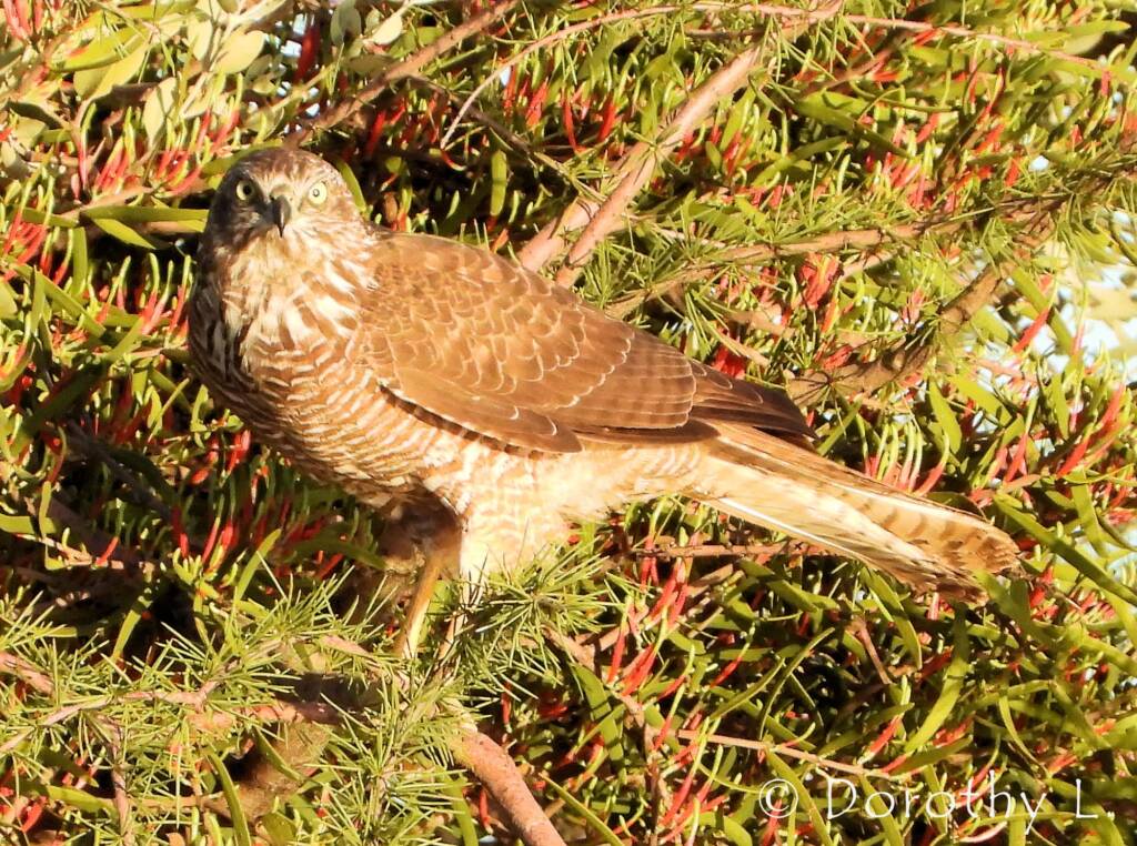 Brown Goshawk (Accipiter fasciatus) at sunrise, Central Australia, NT
