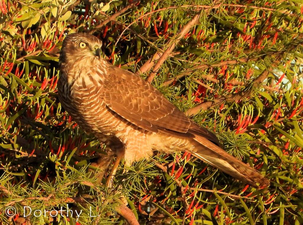 Brown Goshawk (Accipiter fasciatus) at sunrise, Central Australia, NT
