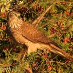 Brown Goshawk (Accipiter fasciatus) at sunrise, Central Australia, NT