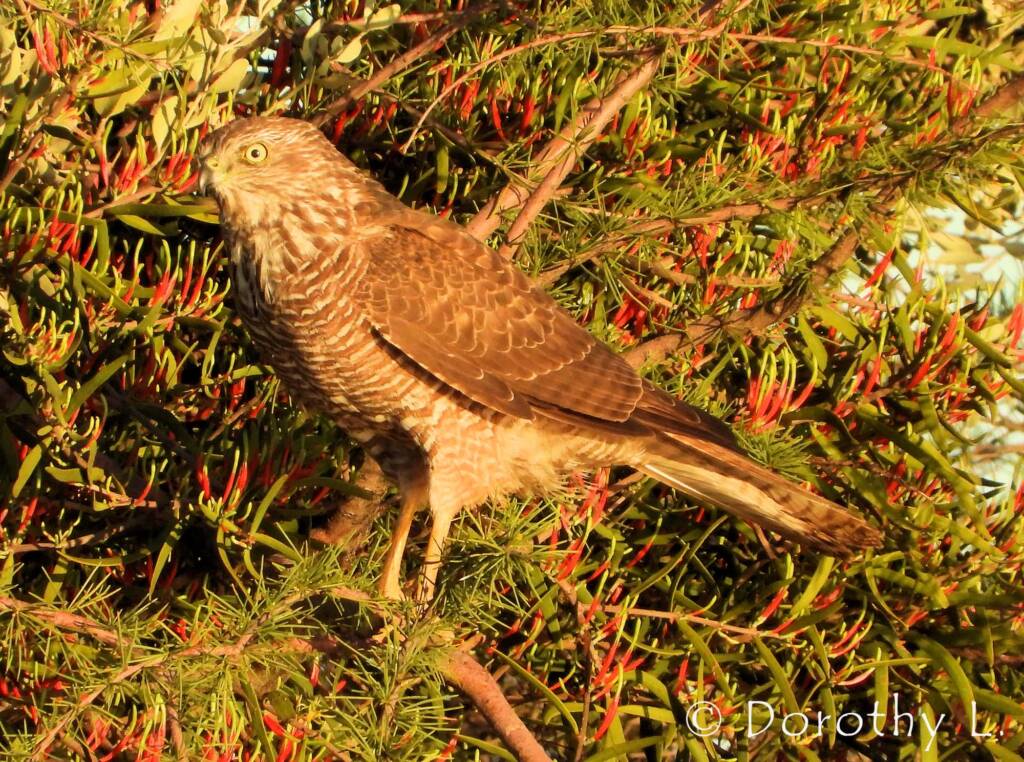 Brown Goshawk (Accipiter fasciatus) at sunrise, Central Australia, NT