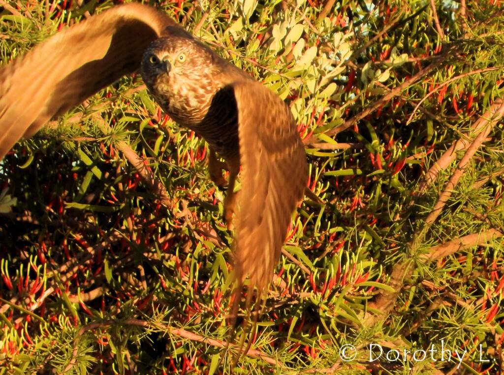 Brown Goshawk (Accipiter fasciatus) at sunrise, Central Australia, NT