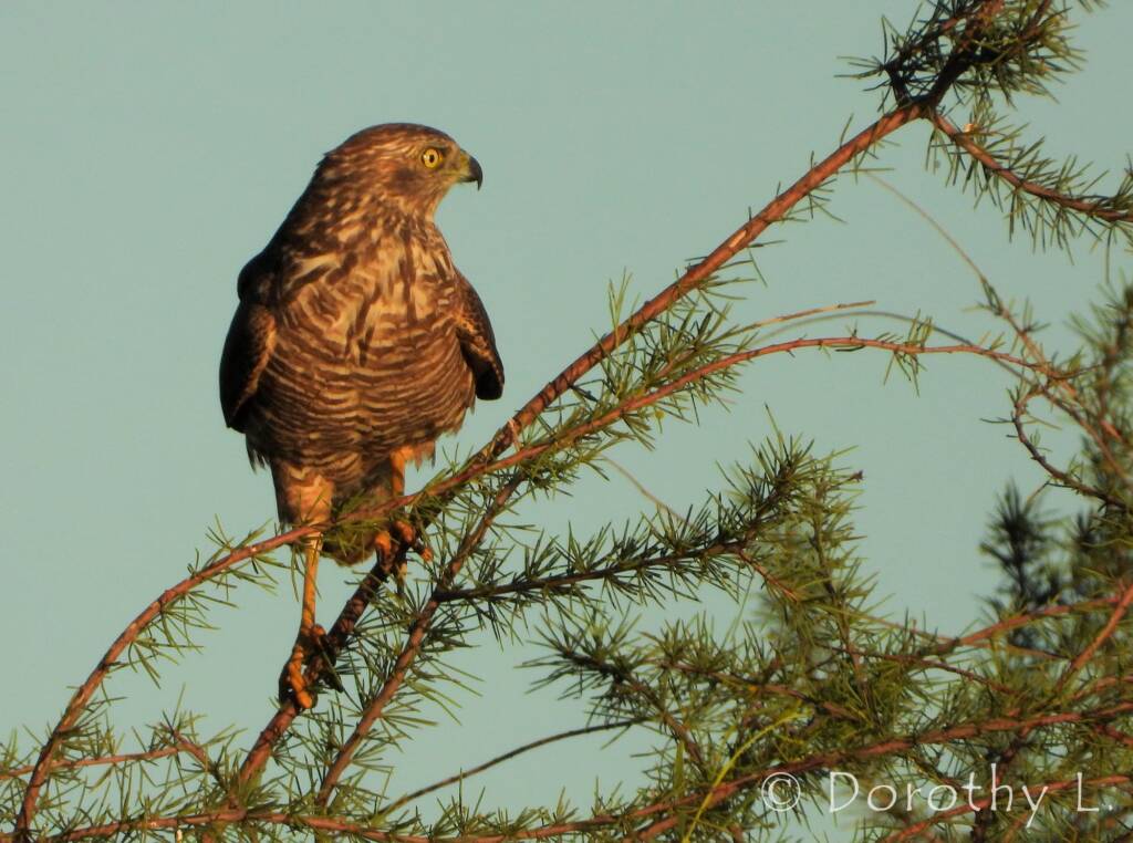 Brown Goshawk (Accipiter fasciatus), Central Australia, NT