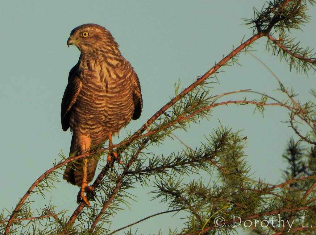Brown Goshawk (Accipiter fasciatus), Central Australia, NT