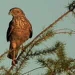 Brown Goshawk (Accipiter fasciatus), Central Australia, NT