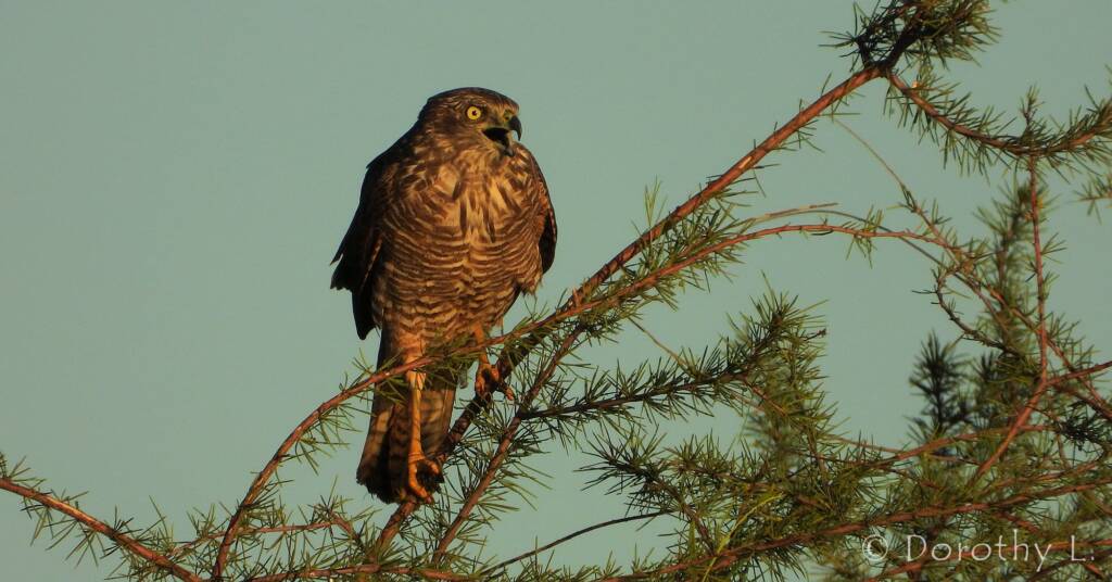 Brown Goshawk (Accipiter fasciatus), Central Australia, NT