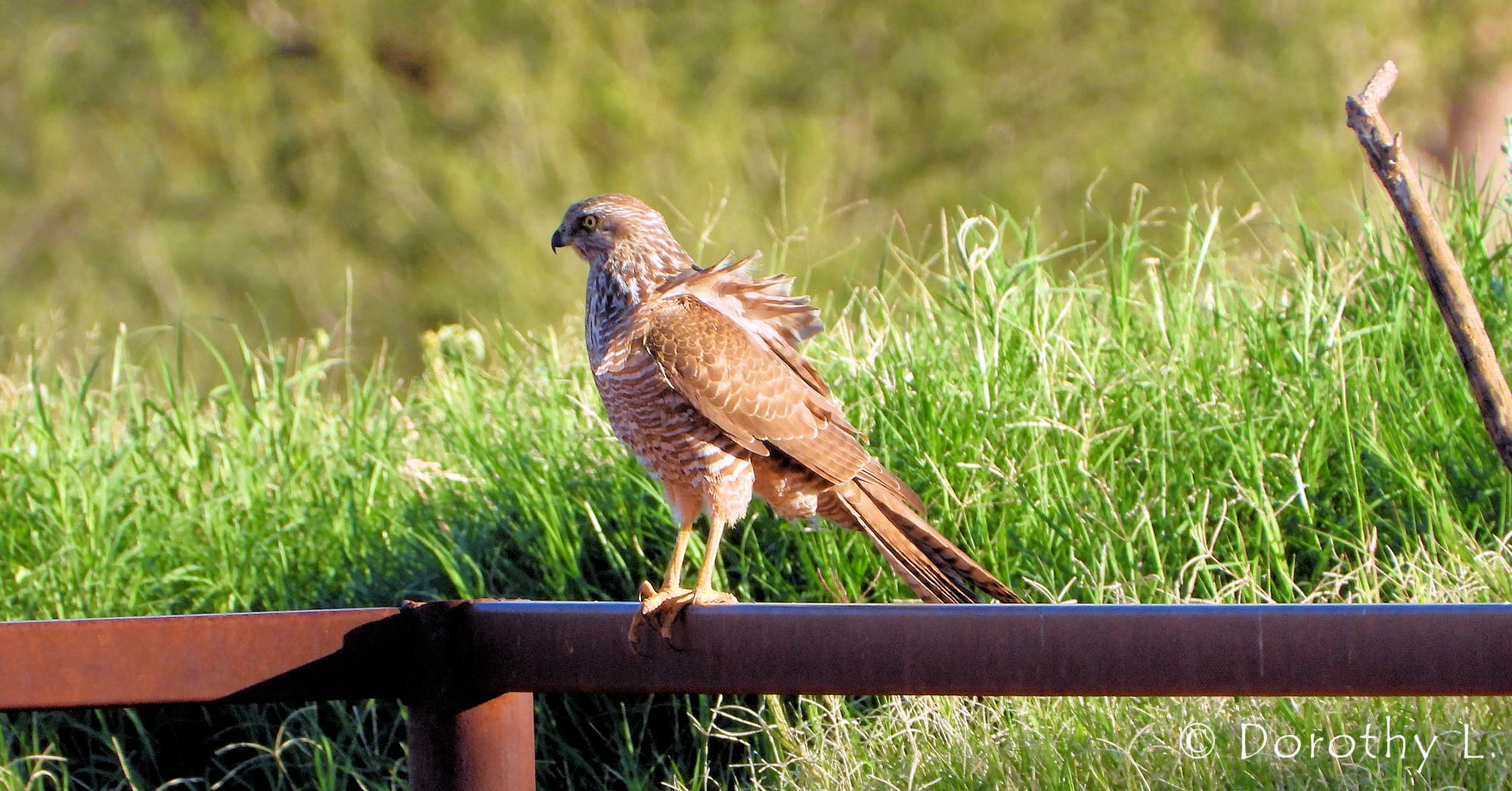 Brown Goshawk (Accipiter fasciatus), Central Australia, NT