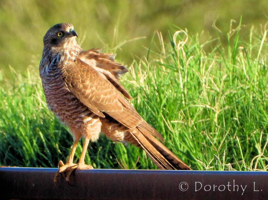 Brown Goshawk (Accipiter fasciatus), Central Australia, NT