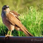 Brown Goshawk (Accipiter fasciatus), Central Australia, NT