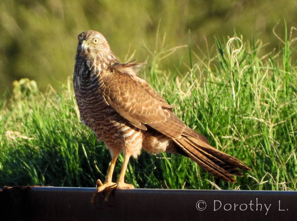 Brown Goshawk (Accipiter fasciatus), Central Australia, NT