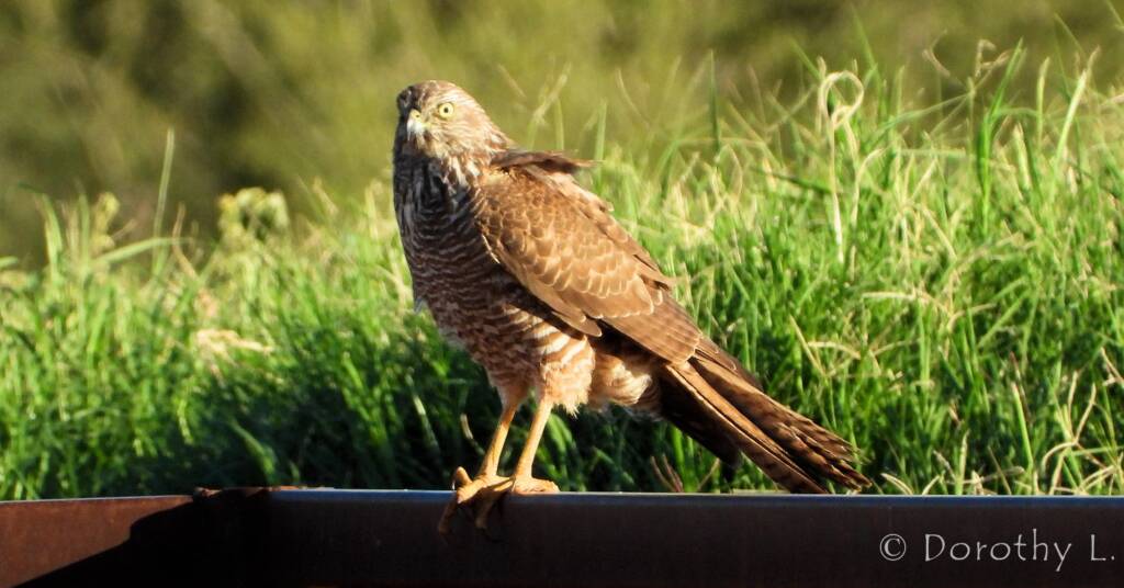 Brown Goshawk (Accipiter fasciatus), Central Australia, NT