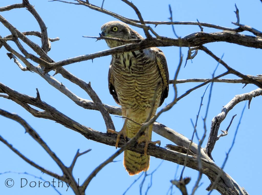 Brown Goshawk (Accipiter fasciatus), Central Australia, NT