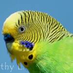 The male budgerigar displaying the royal blue colour of the cere (the area containing the nostrils)
