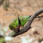 Budgerigar (Melopsittacus undulatus)
