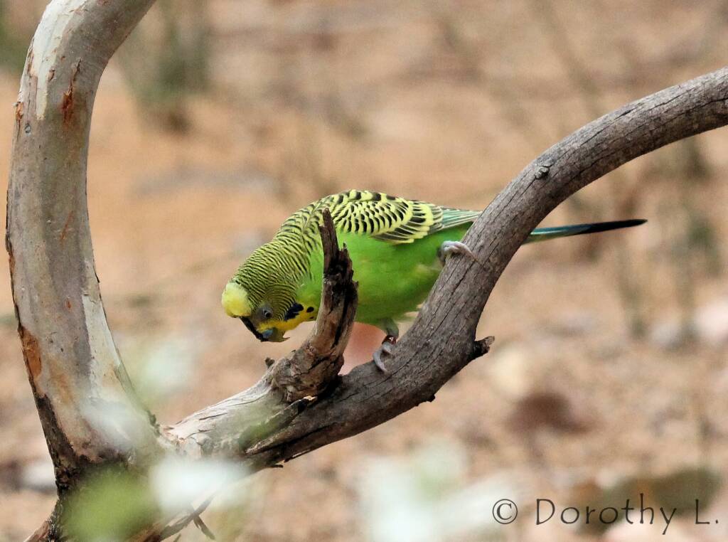 Budgerigar (Melopsittacus undulatus)
