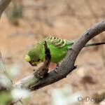 Budgerigar (Melopsittacus undulatus)