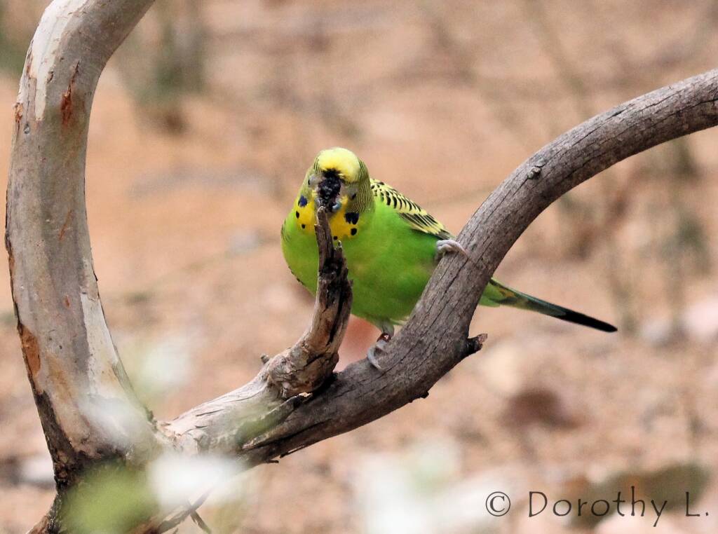 Budgerigar (Melopsittacus undulatus)