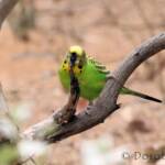 Budgerigar (Melopsittacus undulatus)
