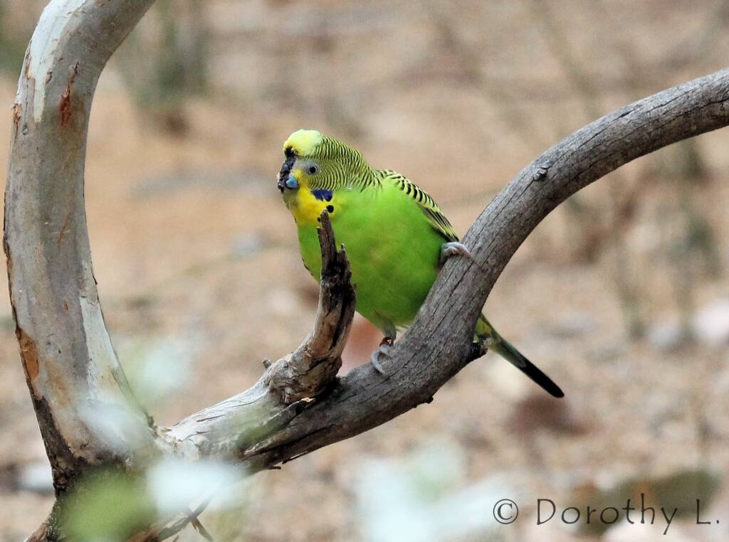 Budgerigar (Melopsittacus undulatus)