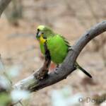 Budgerigar (Melopsittacus undulatus)