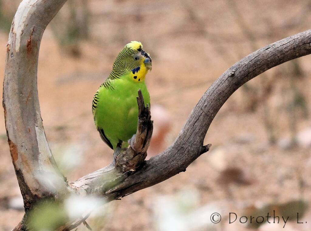 Budgerigar (Melopsittacus undulatus)