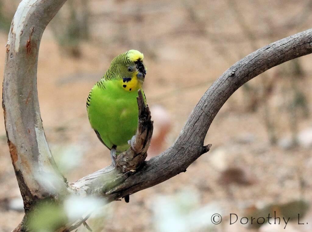 Budgerigar (Melopsittacus undulatus)