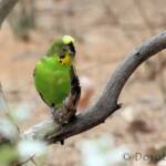 Budgerigar (Melopsittacus undulatus)