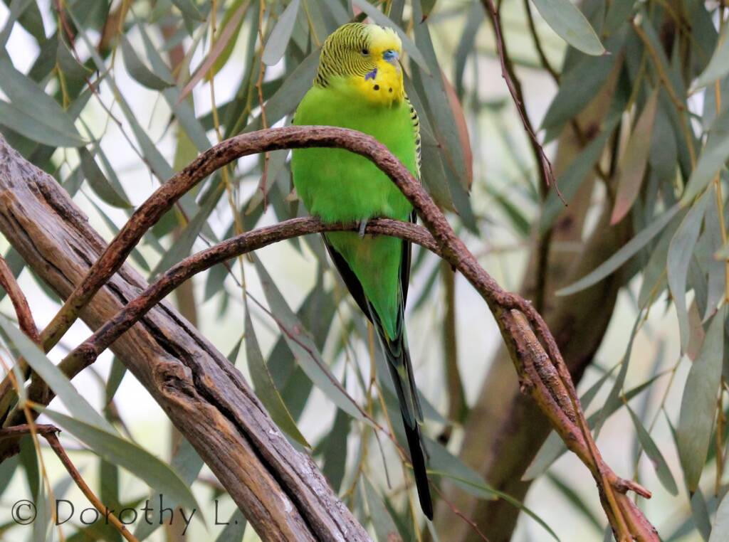 Budgerigar (Melopsittacus undulatus)
