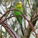Budgerigar (Melopsittacus undulatus)