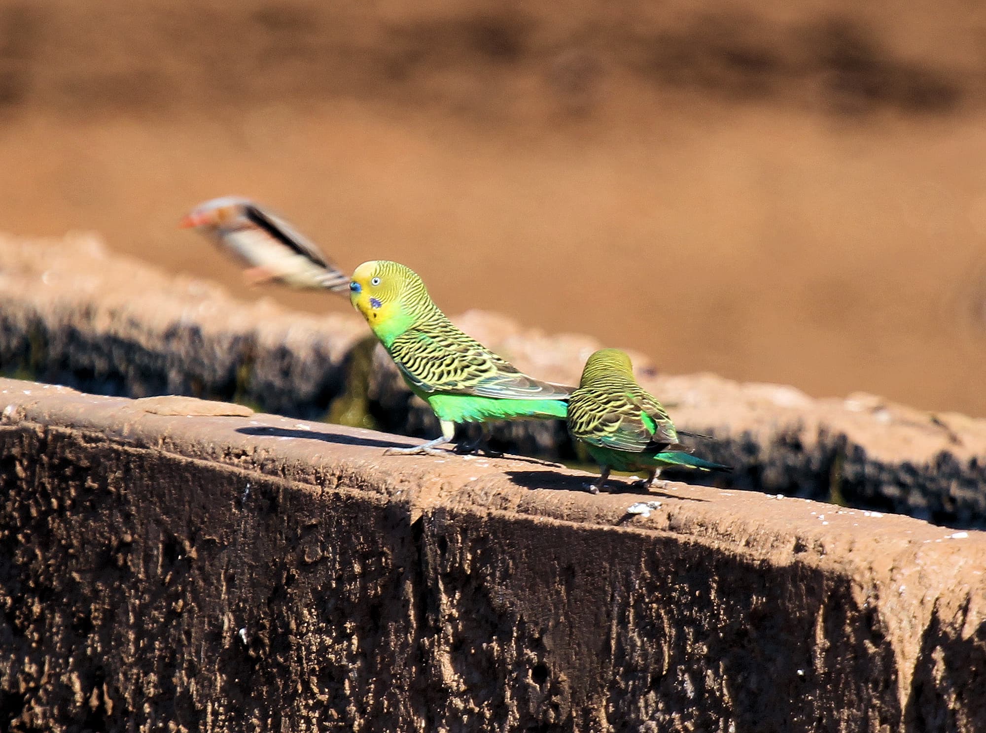 Budgerigar (Melopsittacus undulatus)