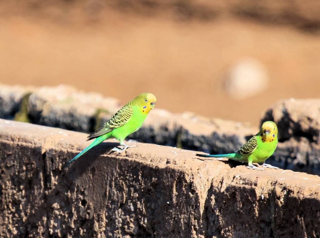 Budgerigar (Melopsittacus undulatus)