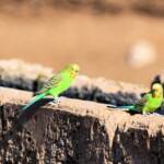 Budgerigar (Melopsittacus undulatus)