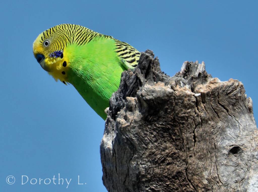Budgerigar (Melopsittacus undulatus)