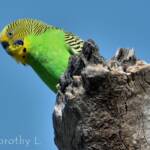 Budgerigar (Melopsittacus undulatus)