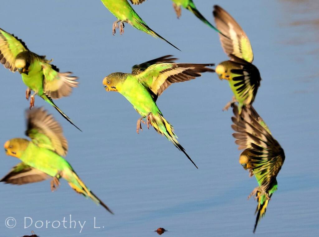 Budgerigar (Melopsittacus undulatus)