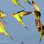 Budgerigar (Melopsittacus undulatus)