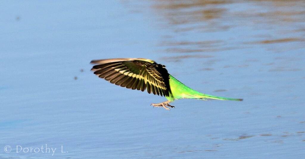 Budgerigar (Melopsittacus undulatus)