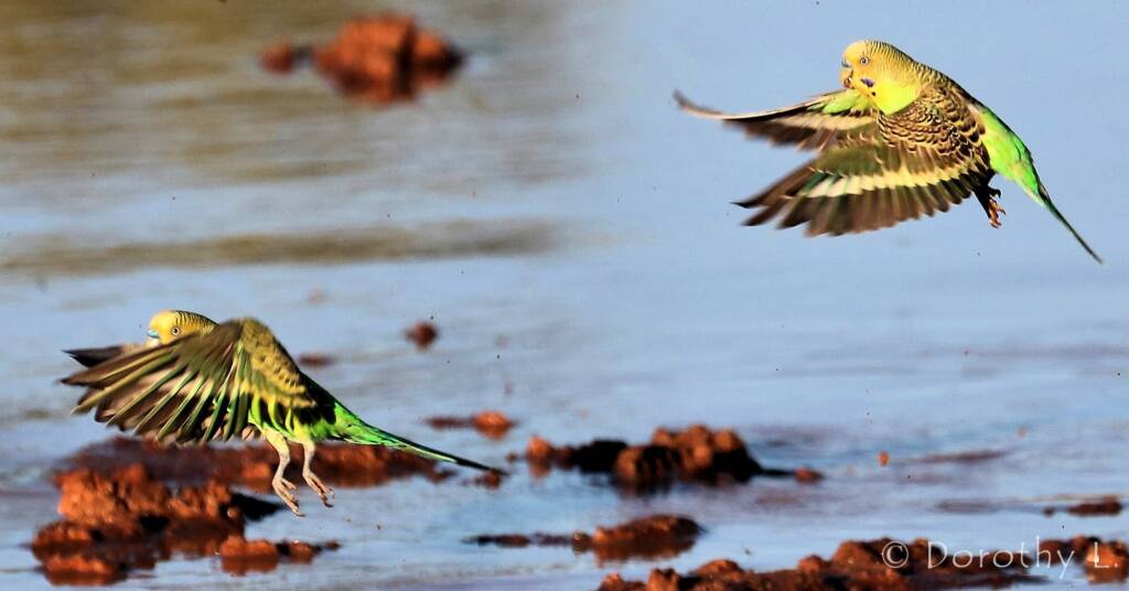Budgerigar (Melopsittacus undulatus)