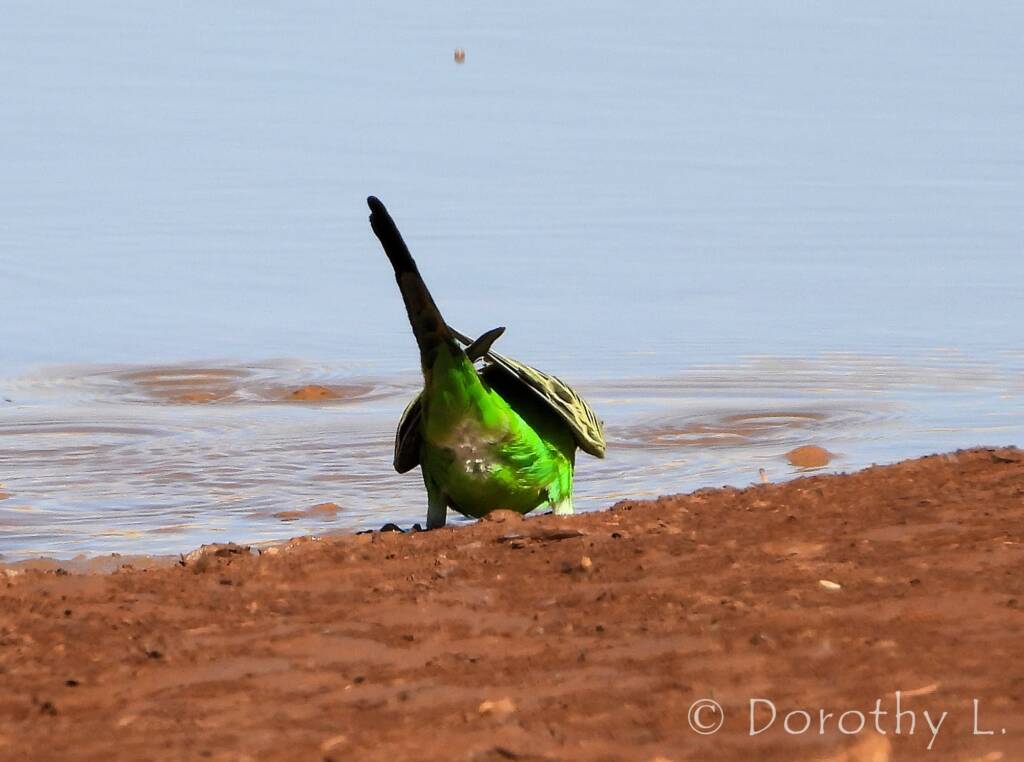Budgerigar (Melopsittacus undulatus)