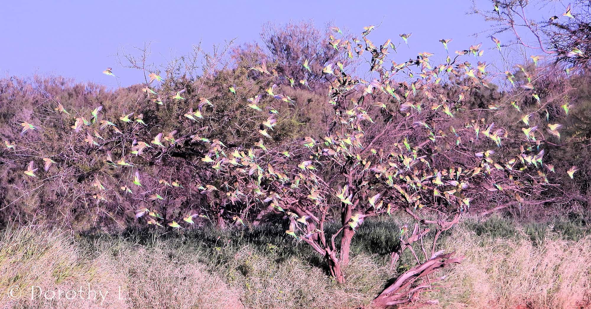 Budgerigar (Melopsittacus undulatus)