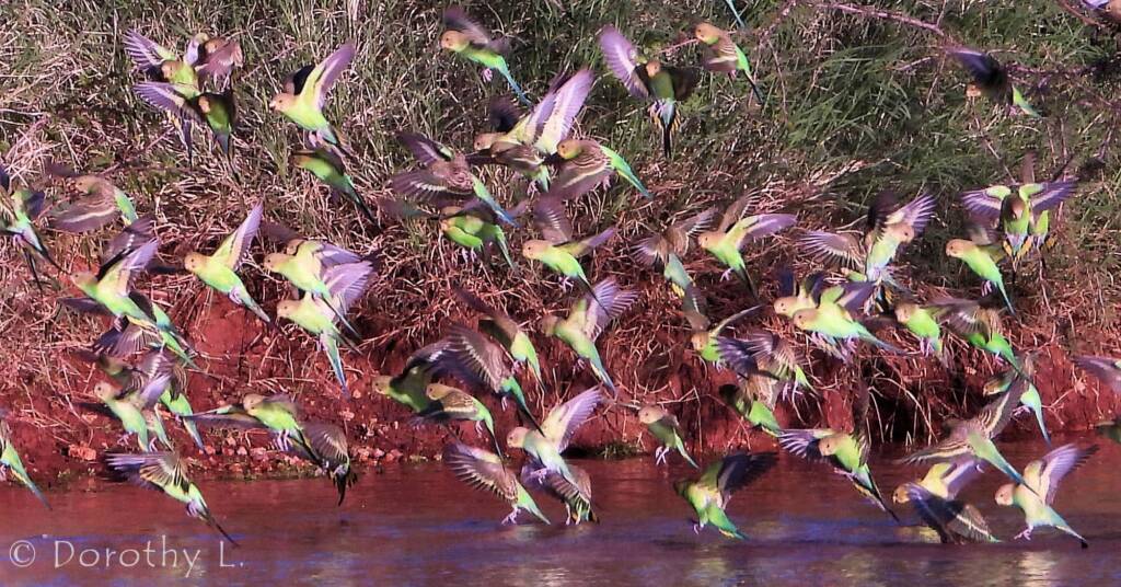 Budgerigar (Melopsittacus undulatus)