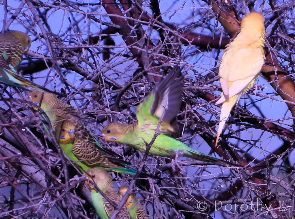 Budgerigar (Melopsittacus undulatus)