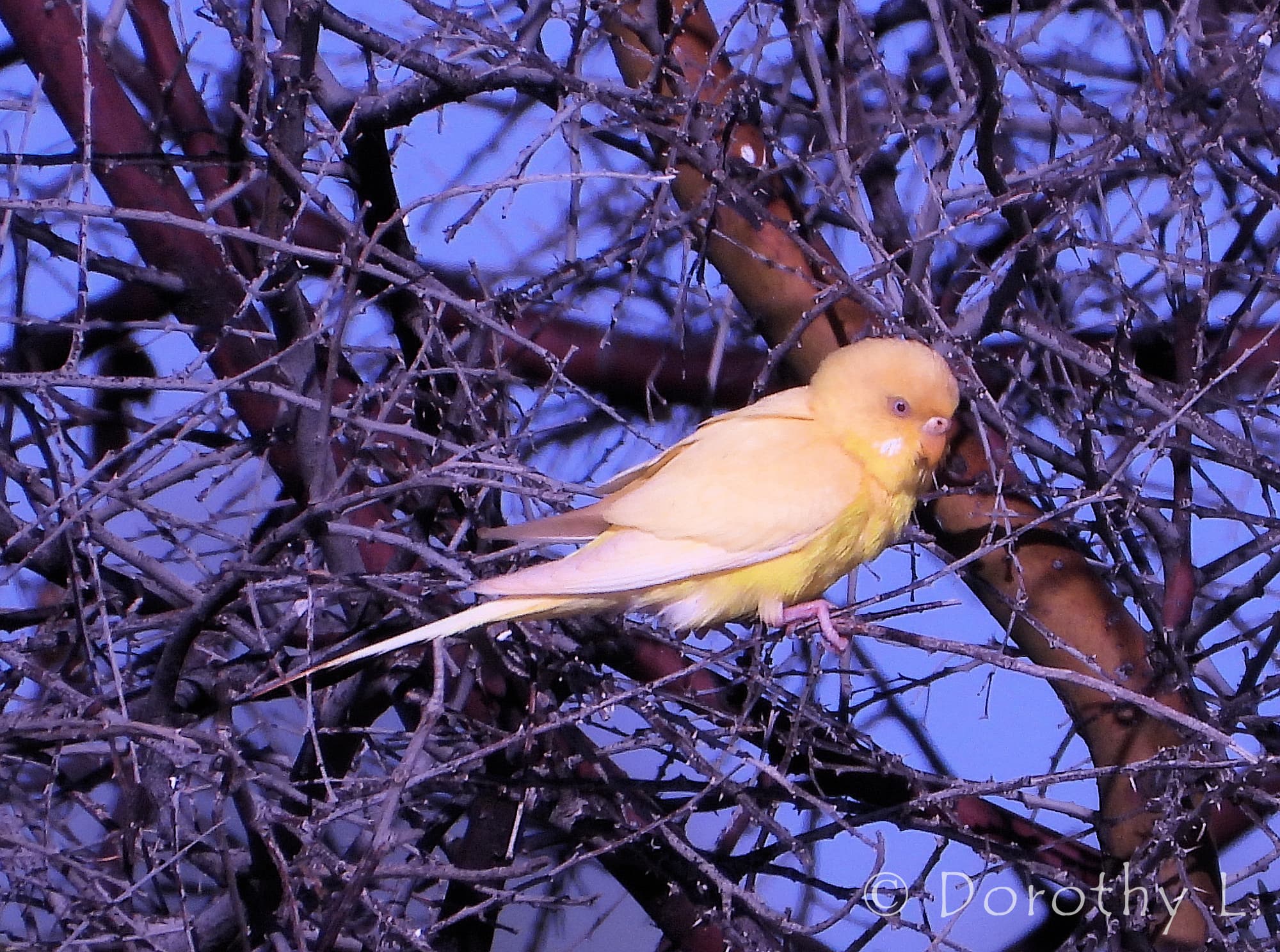 Budgerigar (Melopsittacus undulatus)