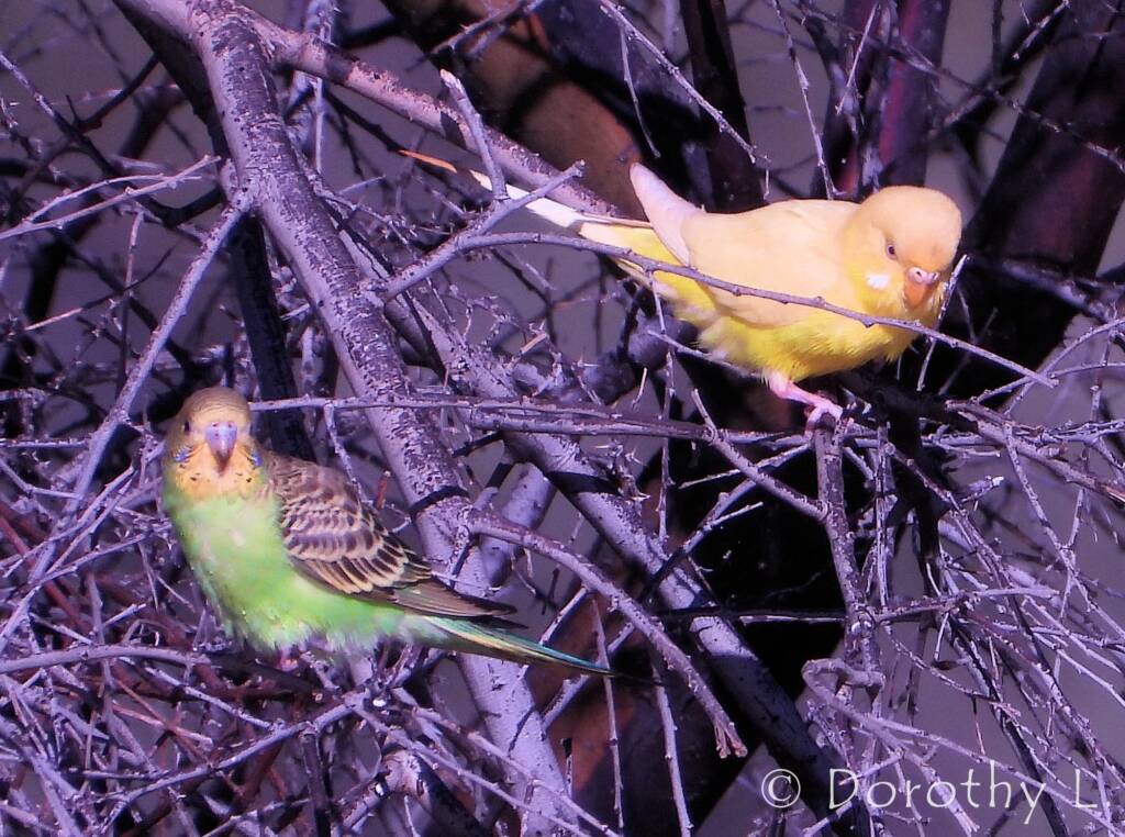 Budgerigar (Melopsittacus undulatus)