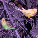Budgerigar (Melopsittacus undulatus)