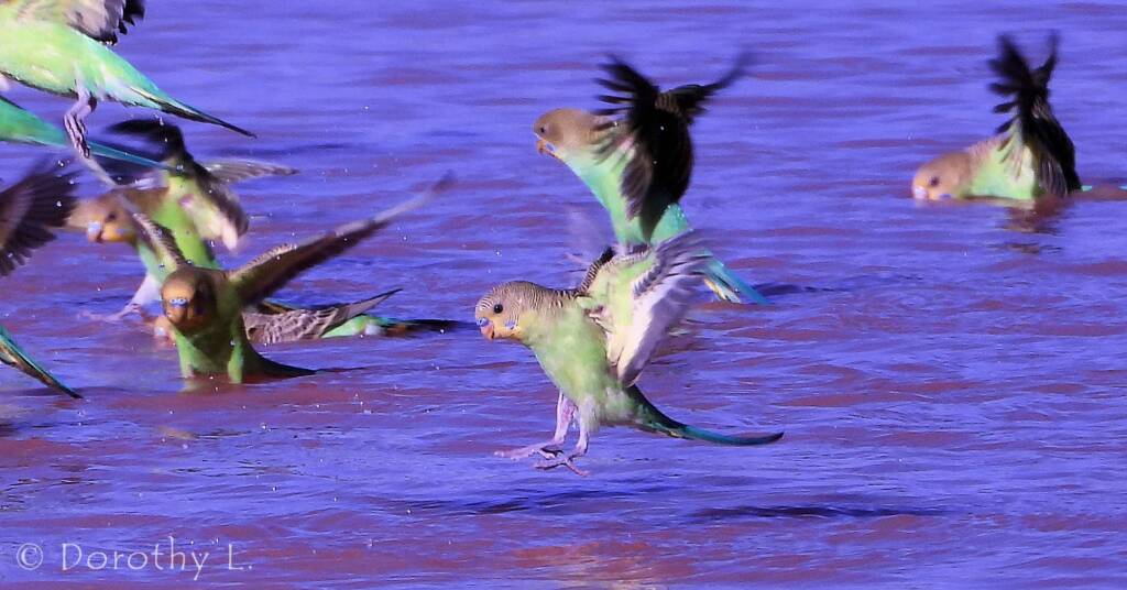 Budgerigar (Melopsittacus undulatus)