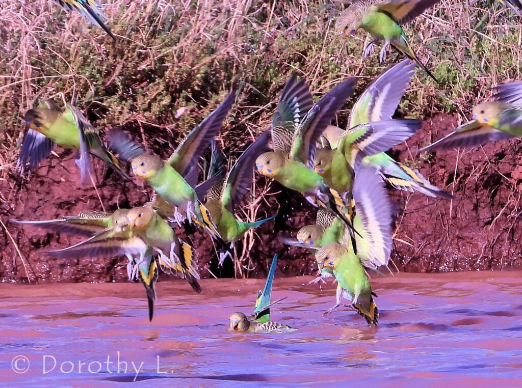 Budgerigar (Melopsittacus undulatus)