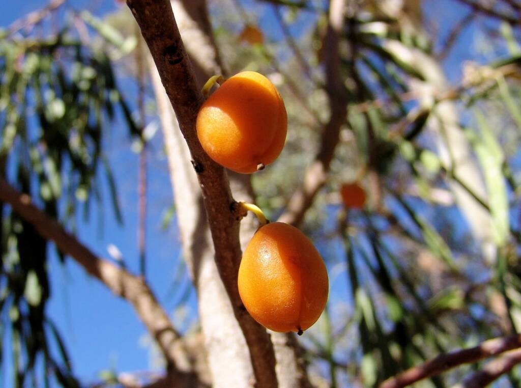 Native Apricot (Pittosporum angustifolium)