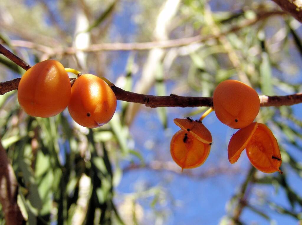 Native Apricot (Pittosporum angustifolium)